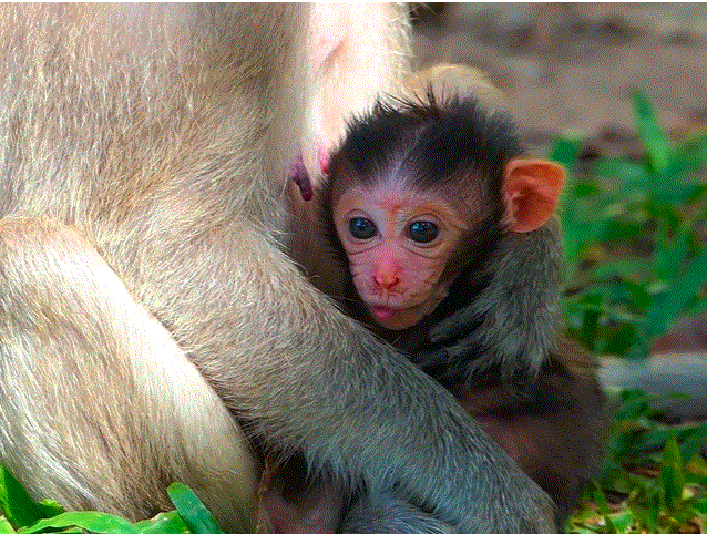 Newborn baby monkey cradled in mother’s arms at dawn in Angkor Wat forest.