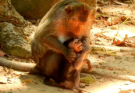 Baby monkey Jayden crying with Mom Jade under forest roots in Angkor – emotional animal moment.