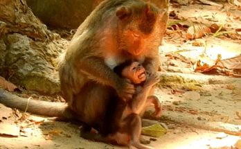 Baby monkey Jayden crying with Mom Jade under forest roots in Angkor – emotional animal moment.