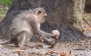 “Baby Alba sitting on the jungle floor in Angkor Wat forest, tearful and frightened, moments before being reunited with her family.”