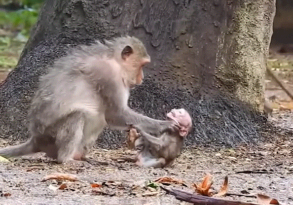 Baby Alba sitting on the jungle floor in Angkor Wat forest, tearful and frightened, moments before being reunited with her family.