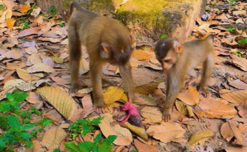 Baby monkey Lily and little brother Leo in Angkor forest — touching moment after a tragic discovery
