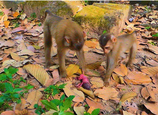 Baby monkey Lily and little brother Leo in Angkor forest — touching moment after a tragic discovery