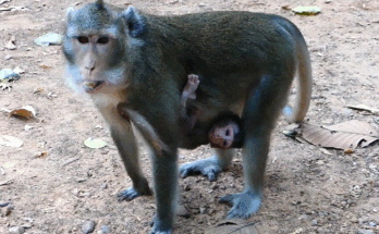 Mother monkey Anna holding crying Baby Albar tightly in the Angkor Wat forest, showing fear, exhaustion, and heartbreaking maternal struggle.