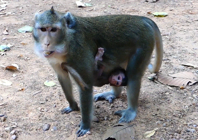 Mother monkey Anna holding crying Baby Albar tightly in the Angkor Wat forest, showing fear, exhaustion, and heartbreaking maternal struggle.