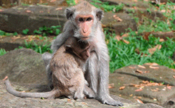 A small baby macaque reaching back toward her older mother in the Angkor Wat forest, eyes full of sadness and longing during an emotional separation.