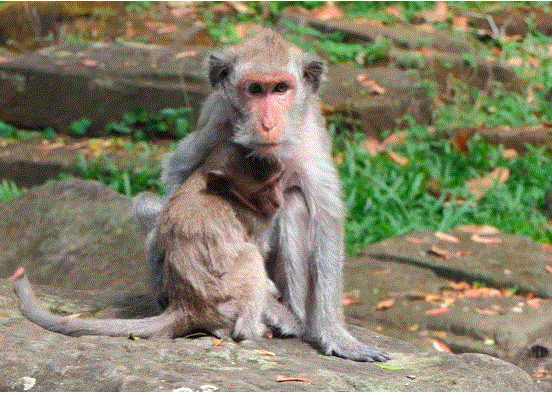 A small baby macaque reaching back toward her older mother in the Angkor Wat forest, eyes full of sadness and longing during an emotional separation.