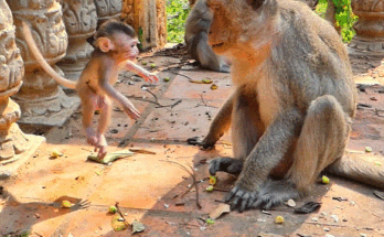 Daddy monkey cradling tiny baby monkey in leafy forest at sunrise near Angkor Wat