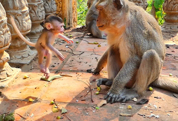 Daddy monkey cradling tiny baby monkey in leafy forest at sunrise near Angkor Wat