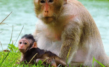 Baby monkey TIA reaching out for her mother’s milk, crying in the lush Angkor Wat forest.