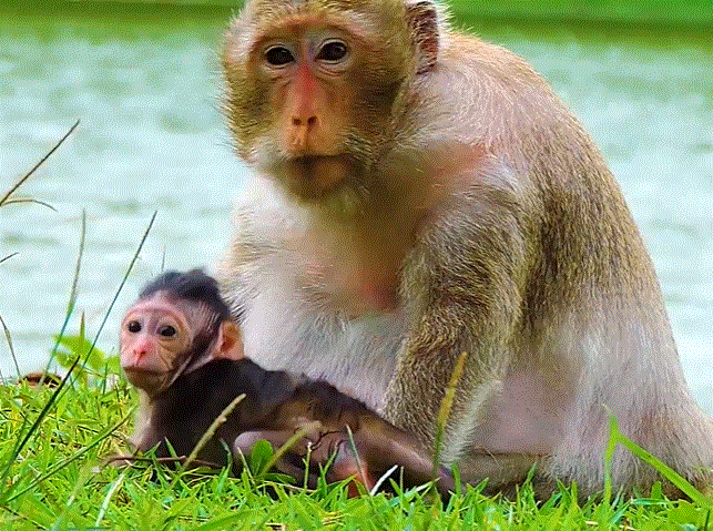 Baby monkey TIA reaching out for her mother’s milk, crying in the lush Angkor Wat forest.