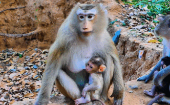Rina the baby monkey running toward her mother Rose under the Angkor forest canopy.