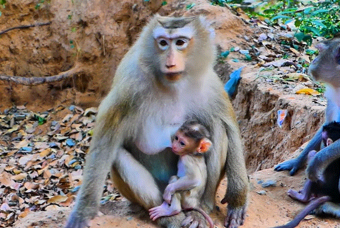Rina the baby monkey running toward her mother Rose under the Angkor forest canopy.