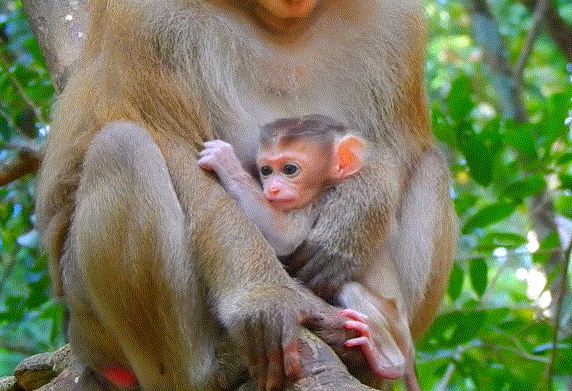 Rose the monkey gently holding her newborn Rina, comforting her as she cries for milk in the Angkor Wat forest.