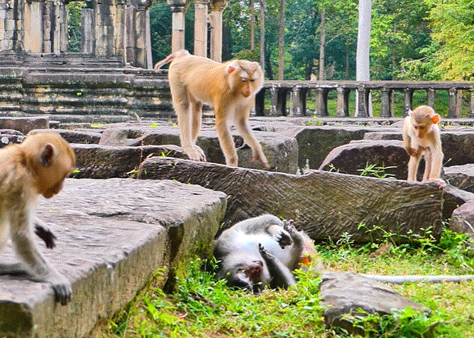 A misty jungle clearing at Angkor Wat; a female macaque sits alone near roots with a newborn infant monkey.