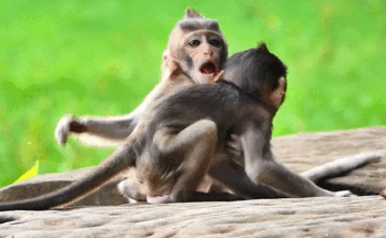 Baby Brandy reaches out toward Pay-A while looking for her mother Brinn in the sunlit Angkor Wat forest.