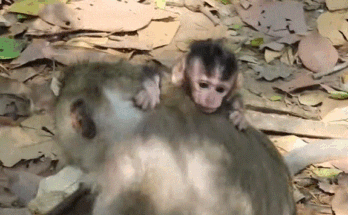A tiny baby wrapped in a worn cloth lies under ancient Angkor Wat stone arches, sunlight filtering through dense forest foliage above.