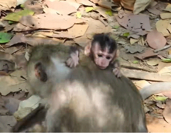 A tiny baby wrapped in a worn cloth lies under ancient Angkor Wat stone arches, sunlight filtering through dense forest foliage above.