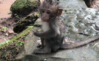 Baby monkey Donny crying in the rain‑soaked Angkor Wat forest, eyes full of longing.