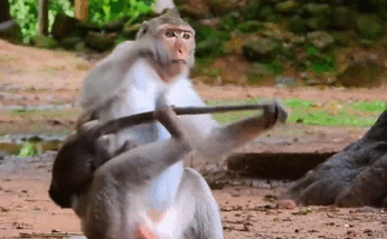 A mother monkey holding her stubborn baby tightly in the forest near Angkor Wat, Cambodia, showing love and desperation