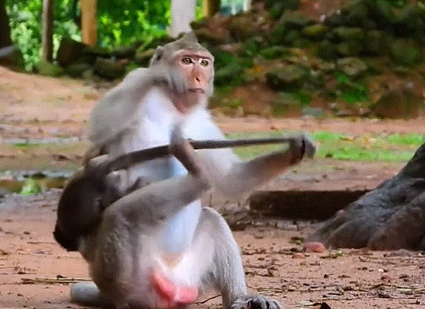 A mother monkey holding her stubborn baby tightly in the forest near Angkor Wat, Cambodia, showing love and desperation