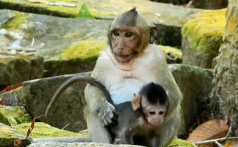 Newborn baby found abandoned in the Angkor Wat forest, wrapped in cloth among ancient trees, symbolizing heartbreak, survival, and hope.