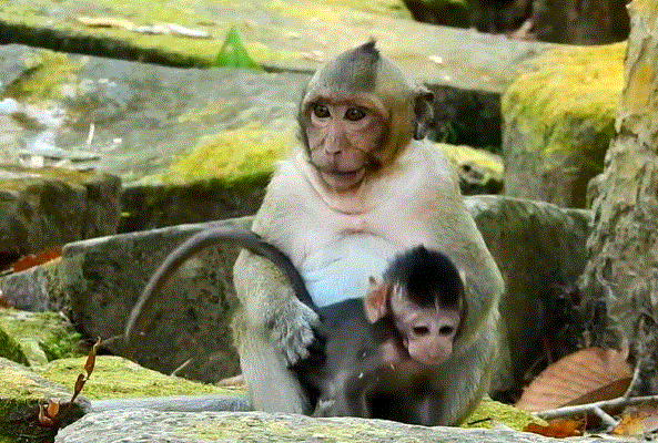 Newborn baby found abandoned in the Angkor Wat forest, wrapped in cloth among ancient trees, symbolizing heartbreak, survival, and hope.