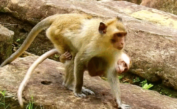Terrified baby monkey crying alone in the Angkor Wat forest after losing contact with its mother