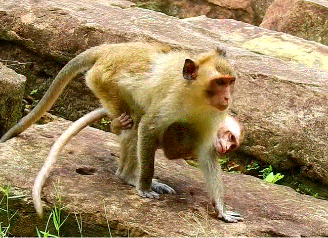 Terrified baby monkey crying alone in the Angkor Wat forest after losing contact with its mother