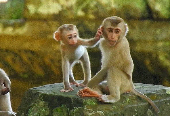 Two young boys play-wrestling under jungle canopy and ancient temple ruins at Angkor Wat