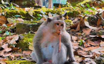A grieving mother monkey in Angkor Wat gently holding her stillborn newborn while sitting on the forest ground.