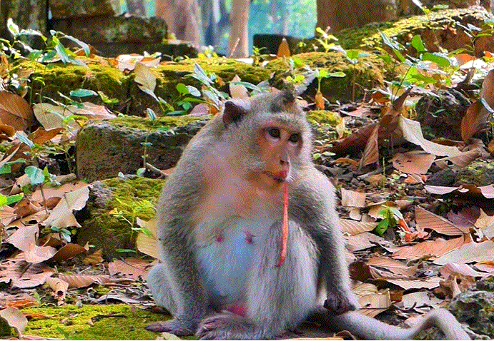 A grieving mother monkey in Angkor Wat gently holding her stillborn newborn while sitting on the forest ground.