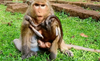 Heartbroken baby monkey lying alone on forest floor in Angkor Wat after being rejected by her mother