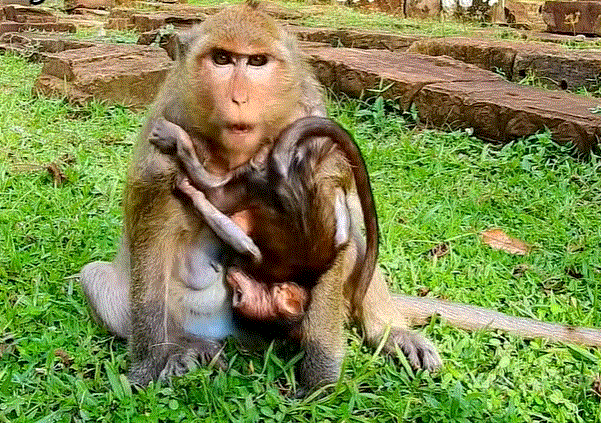 Heartbroken baby monkey lying alone on forest floor in Angkor Wat after being rejected by her mother