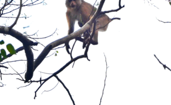 Small child timidly reaching to hold a parent’s hand under soft lantern light in a forest.