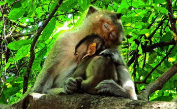 A mother macaque cradling her baby while they sleep peacefully on a high tree branch in the Angkor Wat forest during early morning light.
