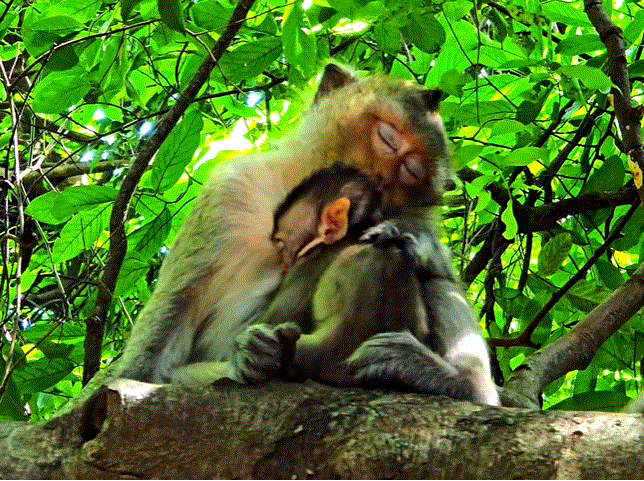 A mother macaque cradling her baby while they sleep peacefully on a high tree branch in the Angkor Wat forest during early morning light.