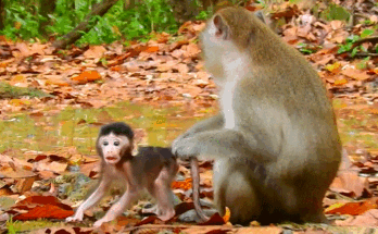 A starving baby monkey, Ara, sits weakly near an old stone basin in the Angkor Wat forest.