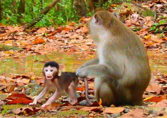 A starving baby monkey, Ara, sits weakly near an old stone basin in the Angkor Wat forest.