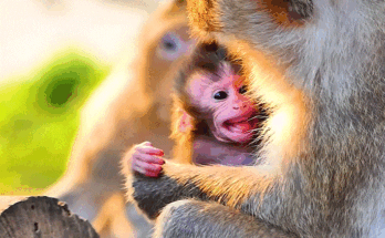 Baby monkey Sippo being gently guided by mother to feed in the Angkor Wat forest