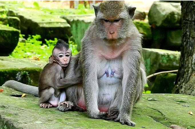 A frightened young macaque named Polly trembles in the mossy ruins of Angkor Wat after an aggressive attack by another monkey, Dolly.