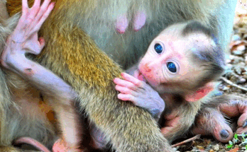 Baby monkey Sacky with injured legs reaches desperately for his mother in the Angkor Wat forest, crying out in distress.