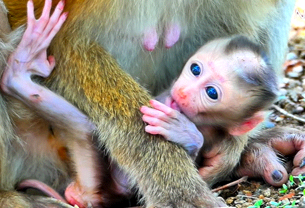 Baby monkey Sacky with injured legs reaches desperately for his mother in the Angkor Wat forest, crying out in distress.