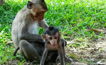 Big monkey gently carrying his injured baby through the Angkor Wat forest, showing a powerful moment of parental love and protection in the wild.