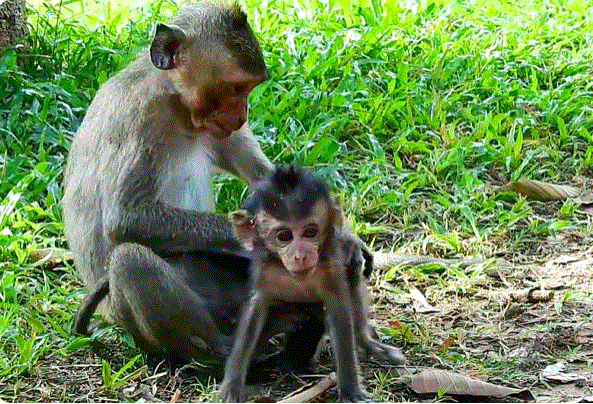 Big monkey gently carrying his injured baby through the Angkor Wat forest, showing a powerful moment of parental love and protection in the wild.