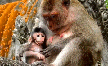 A sorrowful mother monkey in the Angkor Wat forest gently holds her baby at arm’s length as the baby reaches for her.