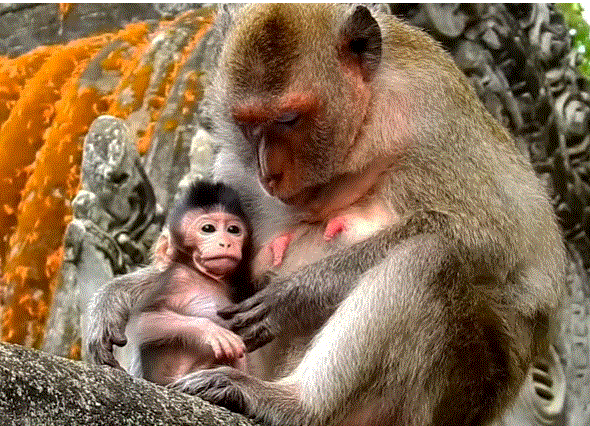 A sorrowful mother monkey in the Angkor Wat forest gently holds her baby at arm’s length as the baby reaches for her.