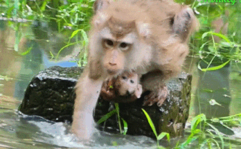 A mother cradling her baby in a calm jungle pool near Angkor Wat, ancient stones reflecting in the water as sunlight filters through the trees.