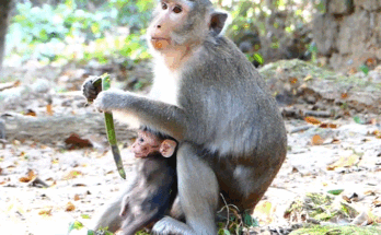 A tiny baby monkey named ALBA reaches out for her mother ANNA in the lush Angkor Wat forest, her eyes filled with hunger and longing.