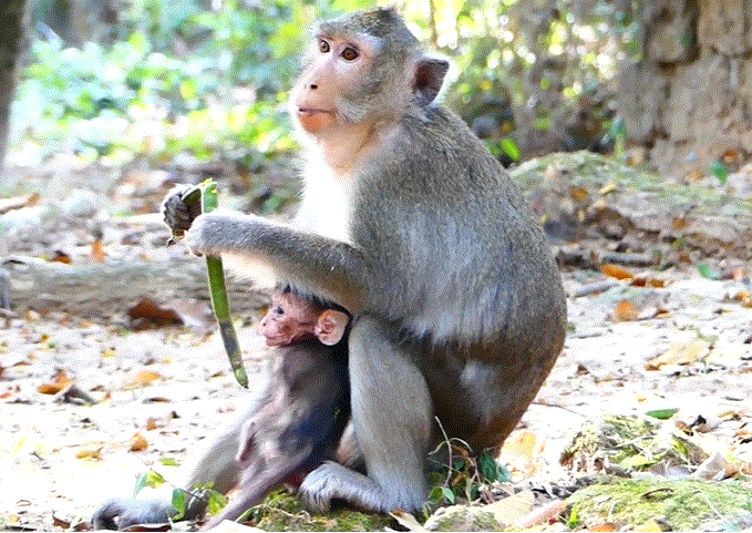 A tiny baby monkey named ALBA reaches out for her mother ANNA in the lush Angkor Wat forest, her eyes filled with hunger and longing.